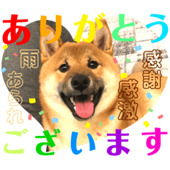 [LINEスタンプ] 柴犬  豆之進 日常STAMP☆【関西弁】其の二