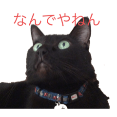 [LINEスタンプ] 黒猫ミロ