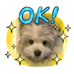 [LINEスタンプ] まる君のOK系