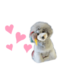 [LINEスタンプ] うちのいぬたちの日常