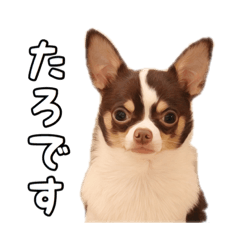 [LINEスタンプ] たろのスタンプ ①