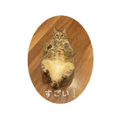 [LINEスタンプ] ネコの家族会話