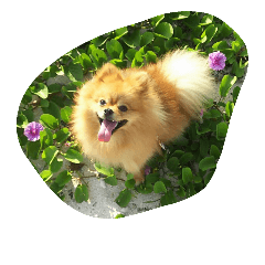 [LINEスタンプ] ぽめちゃんず♪