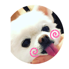 [LINEスタンプ] 白ポメのラナちゃん⑤