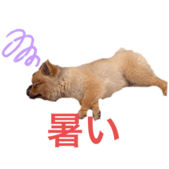 [LINEスタンプ] ポン太スタンプ第二弾