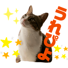 [LINEスタンプ] ごえもん日和 6