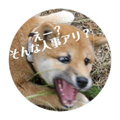 [LINEスタンプ] 子犬に代わりに言ってもらうスタンプ〜職場