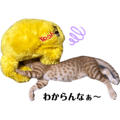 [LINEスタンプ] 茶トラのおこげとまろん