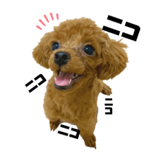 [LINEスタンプ] トイプーのピノちゃん
