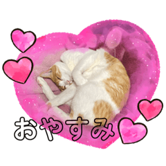 [LINEスタンプ] 猫のスタンプฅ(^^ฅ) vol.2.1