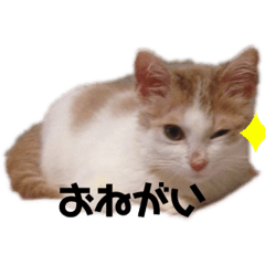[LINEスタンプ] 紙をびりびりやぶってこんにちわねこ