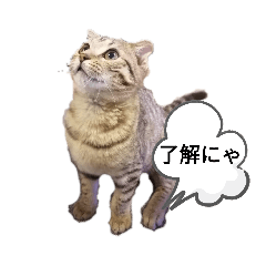 [LINEスタンプ] ミモザさんスタンプショップ5