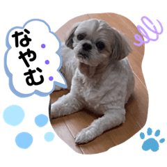 [LINEスタンプ] みことわんこ⑯