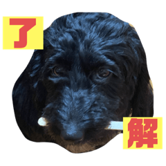 [LINEスタンプ] 真っ黒ダップー3