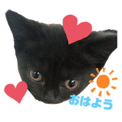 [LINEスタンプ] うにのかわかわスタンプ