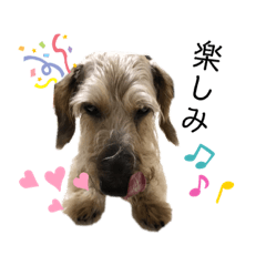 [LINEスタンプ] わが家のワイヤーちゃん