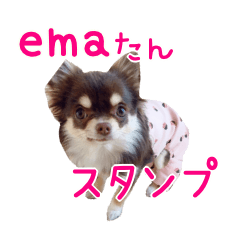 [LINEスタンプ] チワワのemaたん