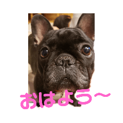 [LINEスタンプ] フレンチブルドッグ 小春のスタンプです