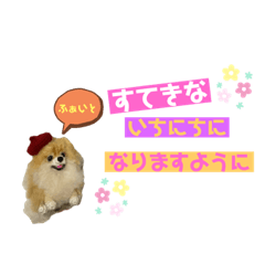 [LINEスタンプ] ポメラニアン♡ゆう④