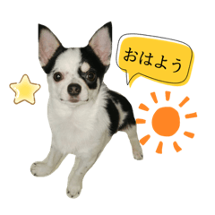 [LINEスタンプ] チワワ犬 日常生活