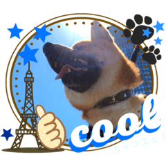 [LINEスタンプ] 柴犬 豆之進 日常STAMP✰︎【関西弁】其の六