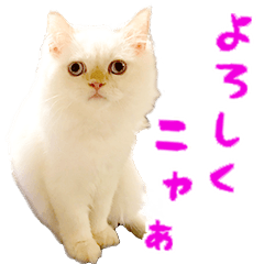 [LINEスタンプ] きままなビアンコの1日