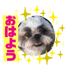 [LINEスタンプ] ハウくんと飼い主スタンプNo.3