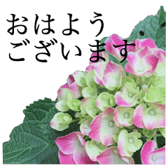 [LINEスタンプ] 紫陽花(敬語)