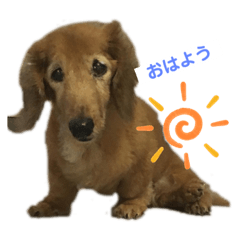 [LINEスタンプ] ダックンとゴロ兵衛