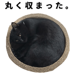 [LINEスタンプ] 黒猫ちゃんスタンプ改