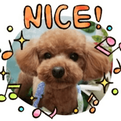[LINEスタンプ] トイプーのSoraくんの日常