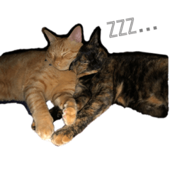 [LINEスタンプ] 小梅のねこ