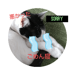 [LINEスタンプ] 猫のプッチとみかん6