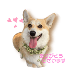 [LINEスタンプ] くるゆずスタンプ