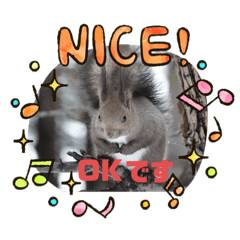[LINEスタンプ] かわいいエゾリス