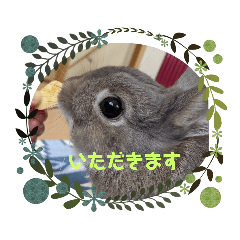 [LINEスタンプ] うさぎのココ☆