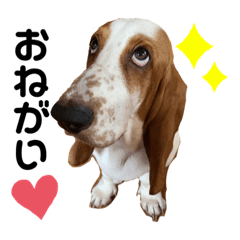 [LINEスタンプ] バセットハウンド♡シナモン