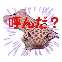 [LINEスタンプ] かわいい爬虫類達のスタンプ
