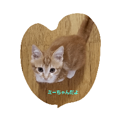 [LINEスタンプ] 可愛いミーちゃん