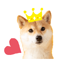[LINEスタンプ] 豆柴のこうたくんです。