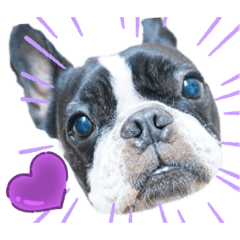 [LINEスタンプ] ライト動物病院ver.3