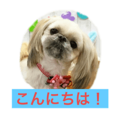 [LINEスタンプ] ペキニーズ達