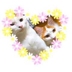 [LINEスタンプ] 我が家のにゃんこ達2