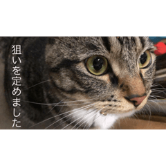 [LINEスタンプ] どんみー