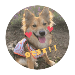 [LINEスタンプ] ビビり犬ペコちゃん1歳の画像（メイン）
