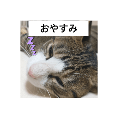 [LINEスタンプ] 猫のチロ1