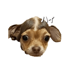 [LINEスタンプ] ちゃぴスタ1