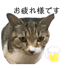 [LINEスタンプ] ちろるねこ