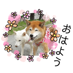 [LINEスタンプ] サリチャピです