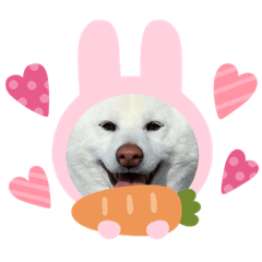 [LINEスタンプ] 柴犬BAY4